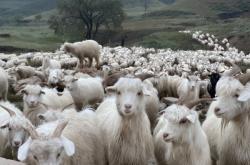 赤峰羊場花店電話多少號碼