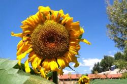 赤峰紅山區(qū)水果配送電話號碼