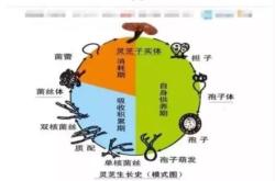 赤峰馬戲團招人電話號碼是多少