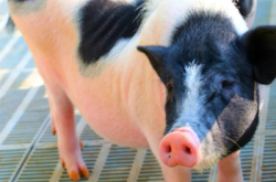 赤峰花色羊駝供應(yīng)商電話號碼