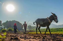 赤峰哪里賣旱煙