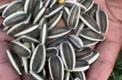 赤峰葵花加工廠地址電話號碼