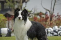 赤峰血統(tǒng)邊牧養(yǎng)殖基地電話號(hào)碼