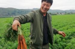 赤峰山胡蘿卜種植基地電話號(hào)碼