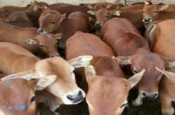 赤峰黃牛種苗批發(fā)市場(chǎng)電話號(hào)碼