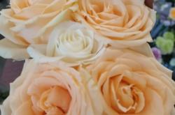 赤峰松州園花店電話號(hào)碼多少