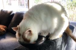 赤峰喵咪蛋糕店電話(huà)地址查詢(xún)