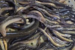 赤峰小河魚批發(fā)市場電話號碼