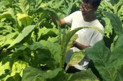 赤峰回收枯樹(shù)葉電話號(hào)碼查詢