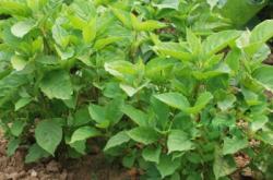 赤峰農(nóng)研種子公司電話號碼