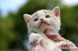 赤峰繁育貓舍電話號(hào)碼多少號(hào)