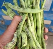 赤峰超大豆角種植基地電話號(hào)碼