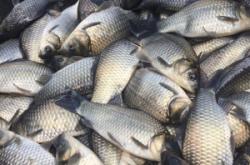 赤峰鯽魚養(yǎng)殖基地電話多少號