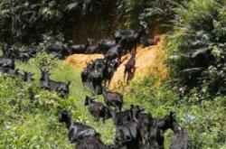 赤峰老范豬肉店電話多少號