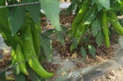 赤峰碗托批發(fā)市場電話號碼