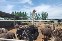 赤峰駝鳥養(yǎng)殖場電話號碼查詢