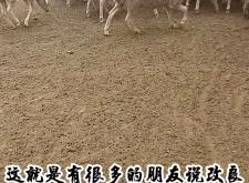 赤峰養(yǎng)羊馬總代理電話號(hào)碼是多少