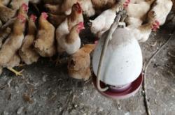 赤峰市淘汰雞賣(mài)家電話(huà)號(hào)碼