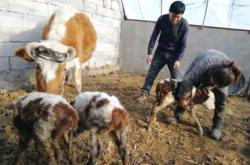 赤峰市養(yǎng)牛電話號碼多少號