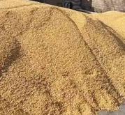 內(nèi)蒙赤峰賣干玉米粒電話號(hào)碼