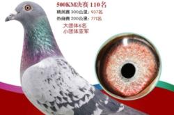 赤峰信鴿拍賣網(wǎng)站電話號碼查詢