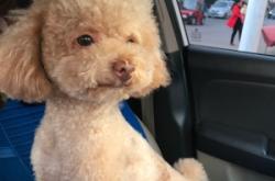 赤峰異類(lèi)寵物店電話號(hào)碼查詢(xún)