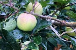 赤峰蘋果合作社電話號碼查詢