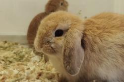 赤峰市兔子寵物店電話號碼