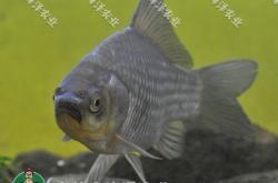 赤峰雷營子垂釣基地電話號碼