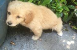 赤峰狗狗之家電話號(hào)碼查詢是多少