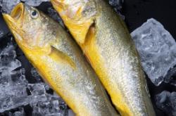 赤峰凍品魚(yú)類批發(fā)電話地址查詢