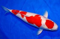 赤峰超大錦鯉魚市場(chǎng)電話號(hào)碼