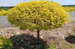 赤峰玉帶草苗種植基地電話號碼