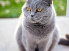 赤峰萌寵貓咖啡店電話號碼