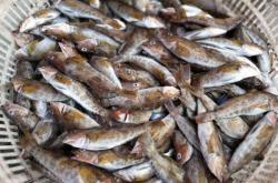 赤峰賣(mài)皮皮蝦的地方電話號(hào)碼