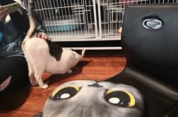 赤峰市逗貓館地址電話號碼