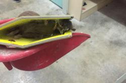 赤峰賣老鼠藥電話號碼多少