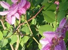 赤峰橋北高爾夫球場電話號碼