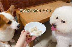 巴迪寵物赤峰市售后電話是多少