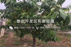 赤峰天義大櫻桃基地電話號碼