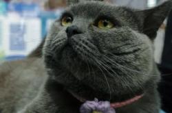 赤峰領(lǐng)養(yǎng)貓最新政策電話號(hào)碼