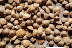 赤峰杏核收購(gòu)點(diǎn)聯(lián)系電話號(hào)碼