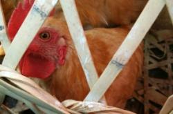 赤峰吊爐燒餅代購(gòu)電話號(hào)碼查詢