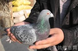 赤峰市賣鴿子的地方電話號(hào)碼