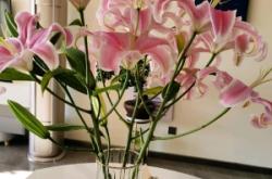 赤峰珈家月嫂電話號碼查詢