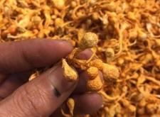 赤峰市菌菇種植公司電話號碼