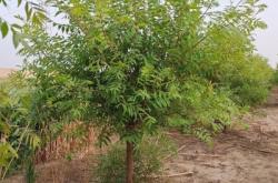 赤峰果樹苗基地電話號碼查詢