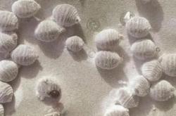 赤峰脂蠟酸廠家聯(lián)系電話號碼