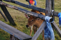 赤峰紅山小神鹿幼兒園電話號碼