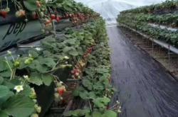 赤峰品牌防草布廠家電話號碼